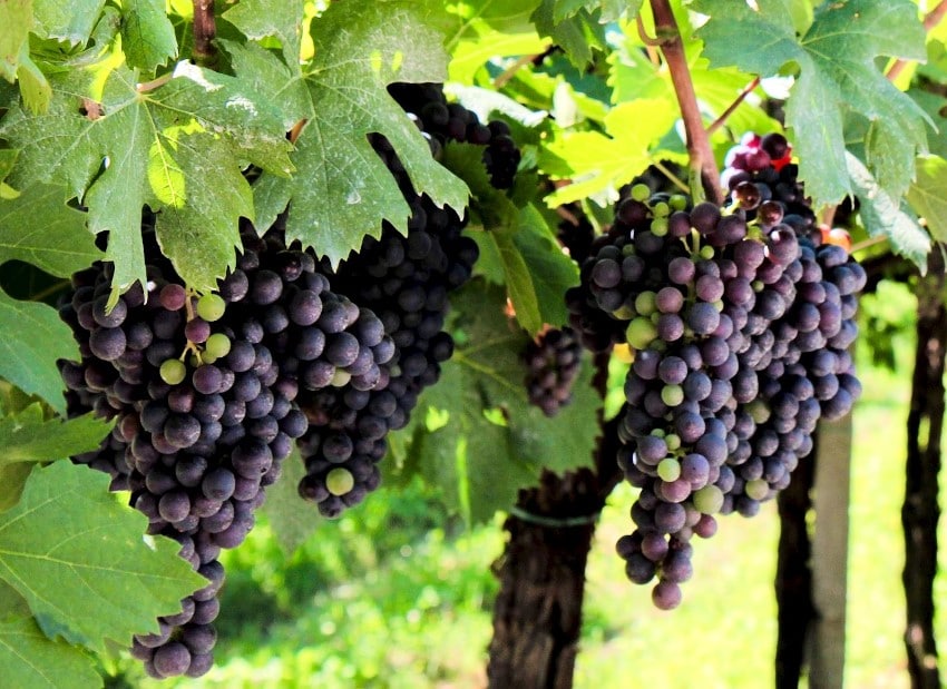 Corvinone grape variety