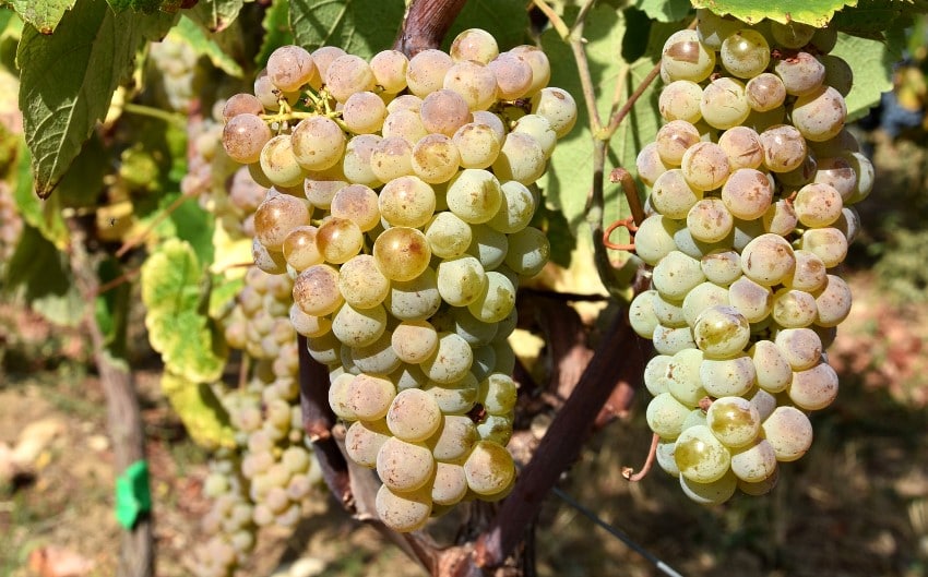 Georgian Kisi grape