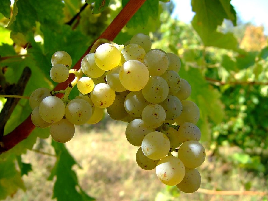 variedad de uva sauvignon