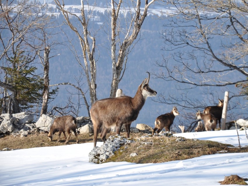 Chamois en hiver