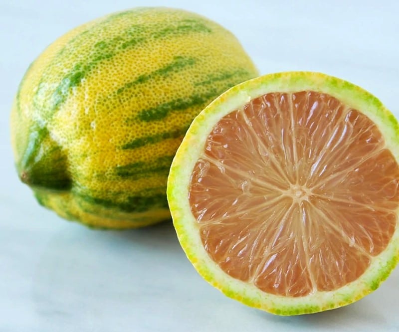 Citron rose panaché