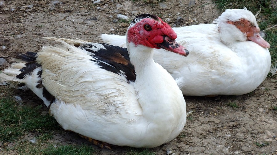 Muscovy duck couple