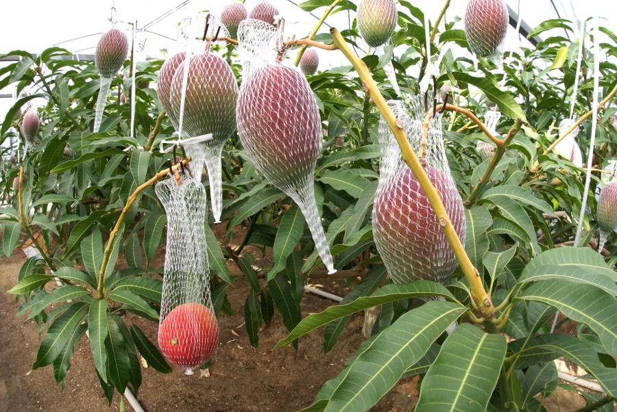 “Güneş Yumurtası” mangosunun yetiştirilmesi