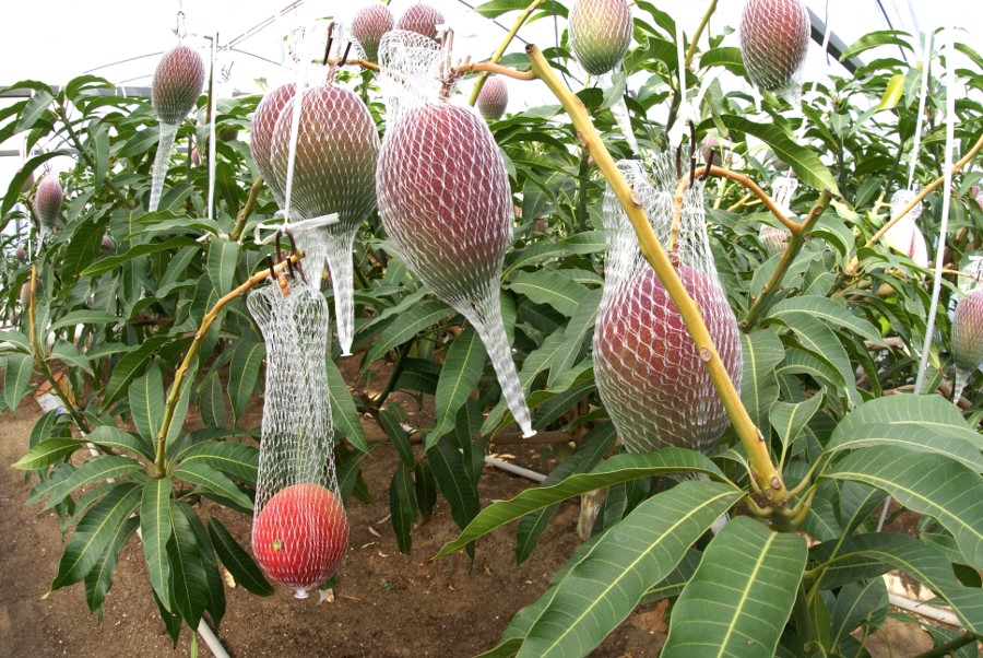 Cultivation of the "Sun Egg" mango