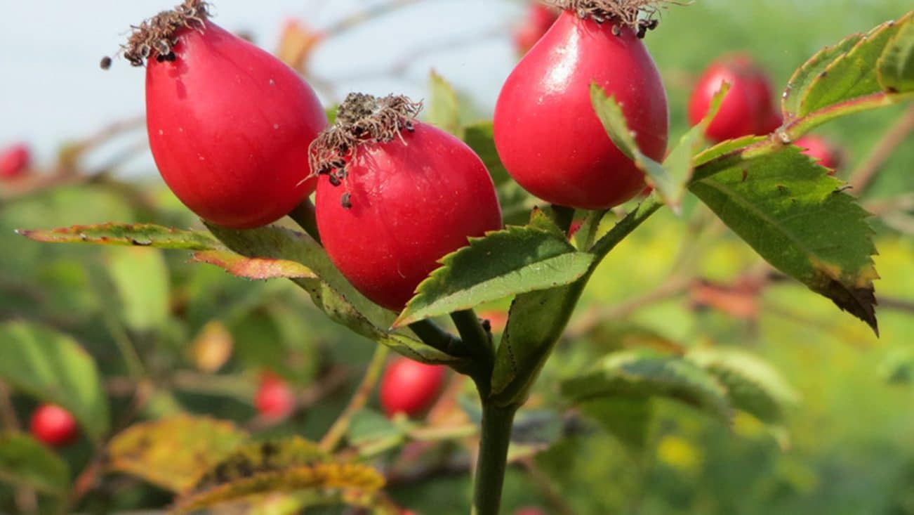 Шиповник, Rosa canina