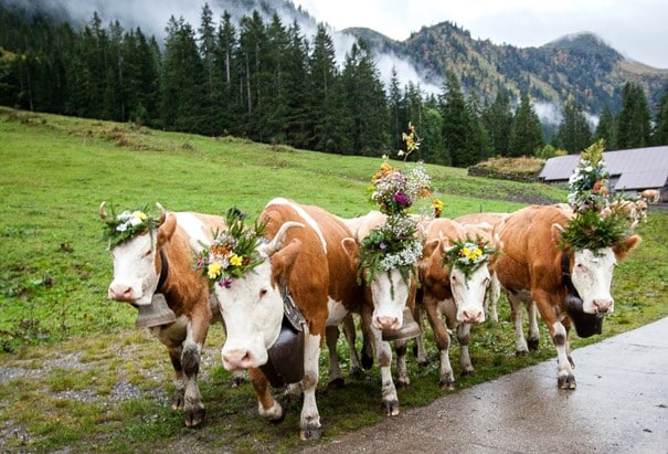 Pagbaba ng isang kawan ng mga baka sa Switzerland