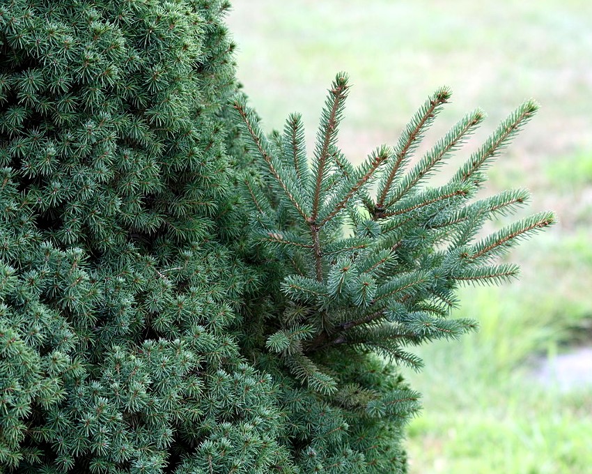 Mga dahon ng isang puting spruce na nagpapakita ng sanga na lusus