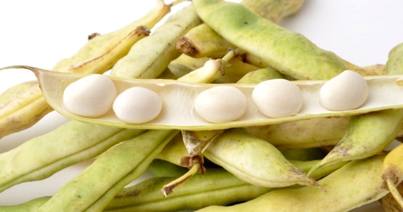 Frijoles de coco Pamiers en sus vainas