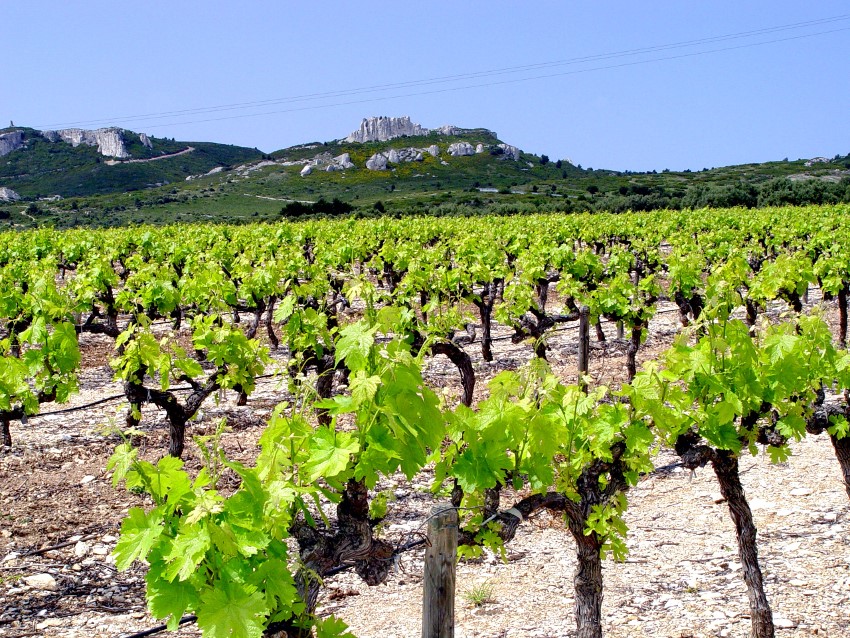 Pieds de vigne