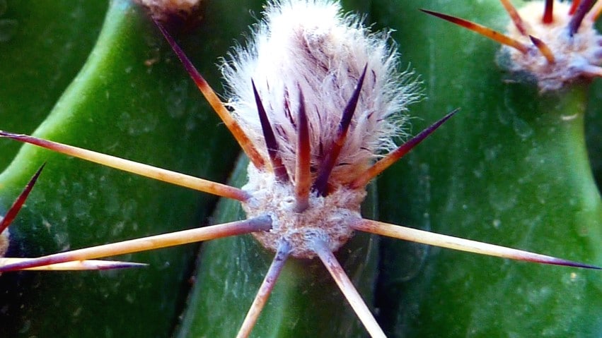 Cactus prickles