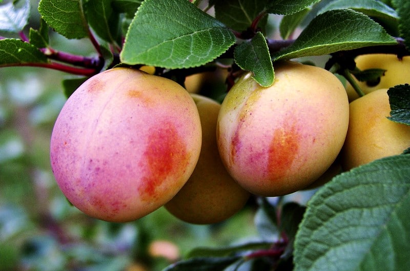 Berudge Plums