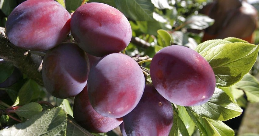 Damassine plums