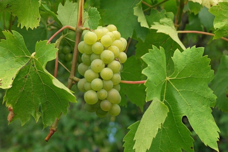 Raisin de vitis vinifera