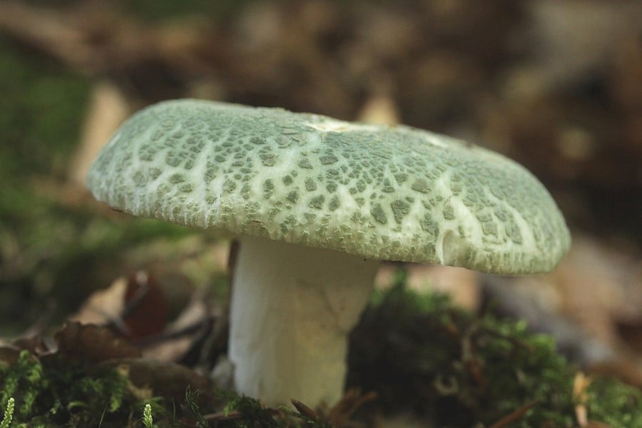 잎이 많은 Russula, Russula virescens