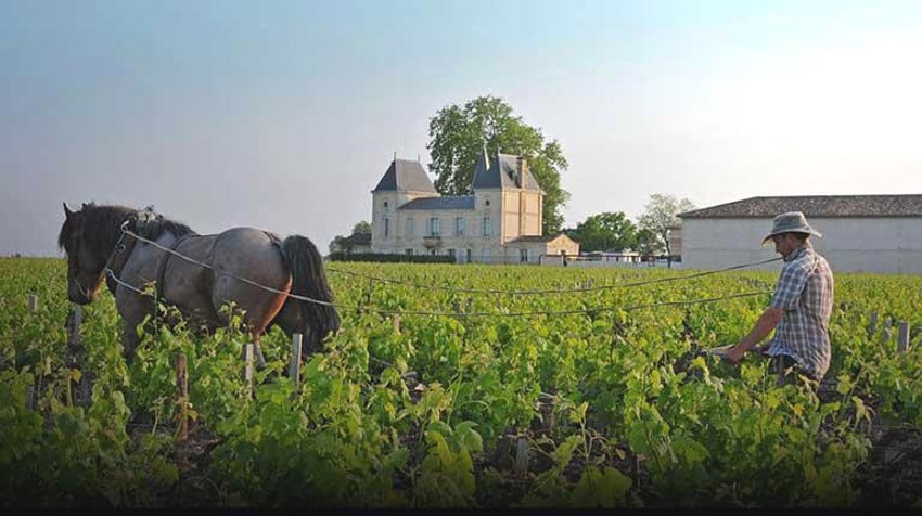 Travail au vignoble de Ch&acirc;teau Margaux