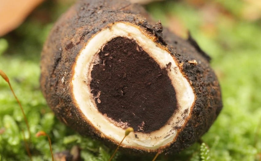 Truffle rusa, Elaphomyces granulatus