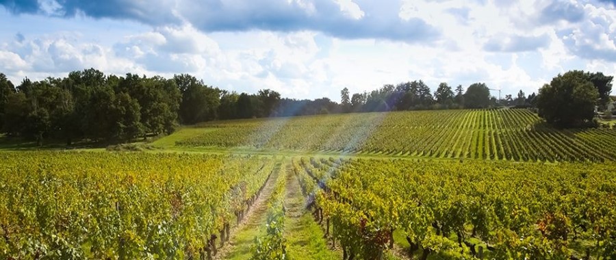 Vignoble des Graves