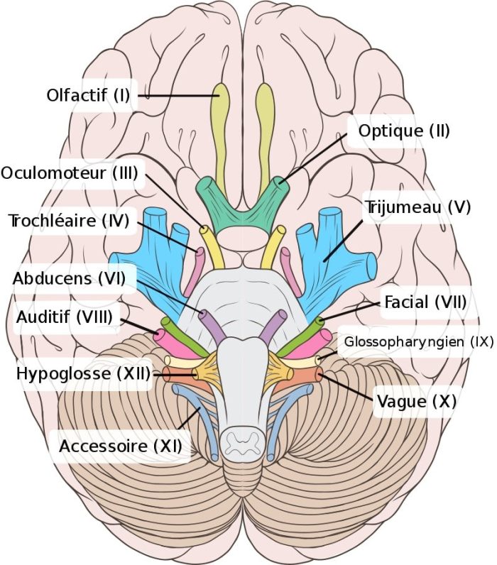 Ang mababang pagtingin sa utak ng tao na may iba't ibang entry at exit point ng cranial nerves na naka-highlight