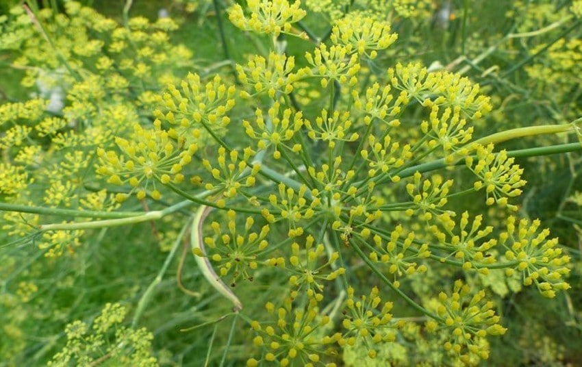 Green anise, Pimpinella anisum L.