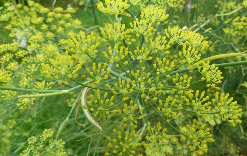 Anice verde, Pimpinella anisum L.