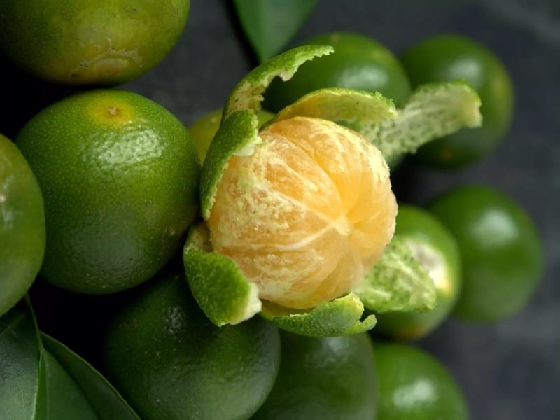 Calamondín