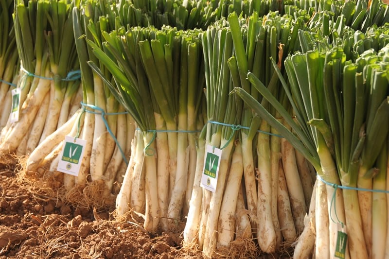 Calçots