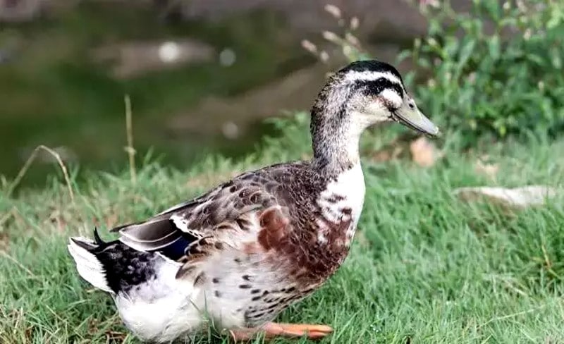 Canard de Challans