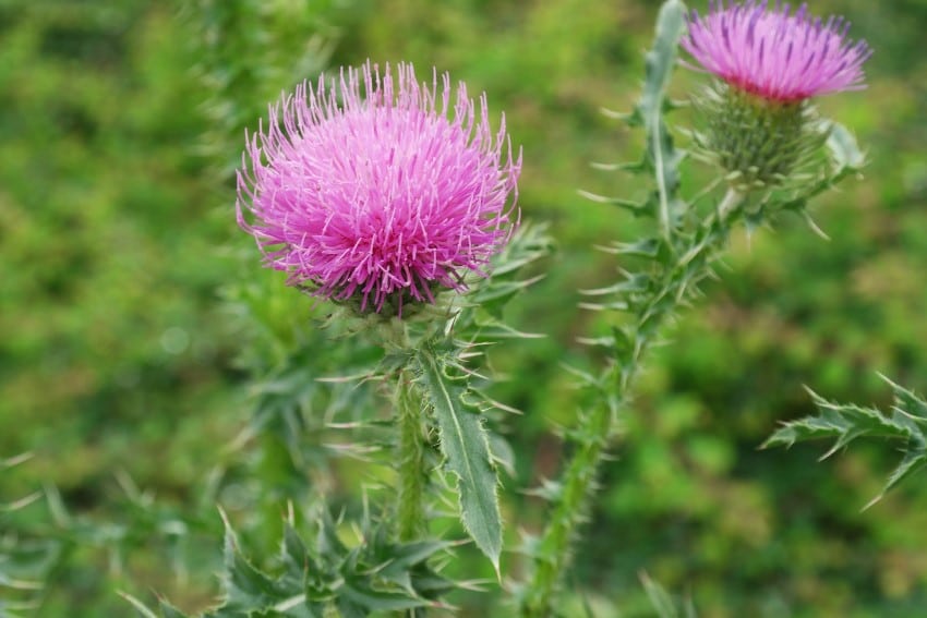 Thistle, carduus