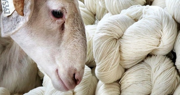 lã de ovelha