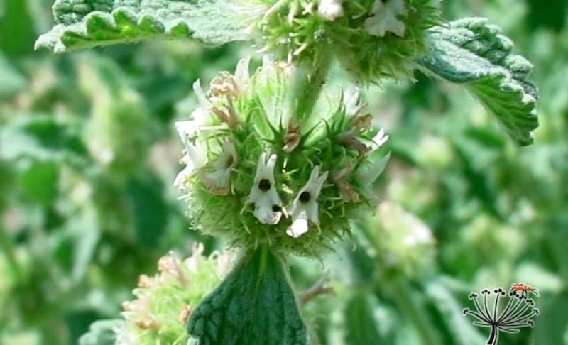 Horehound, Marrubium vulgare