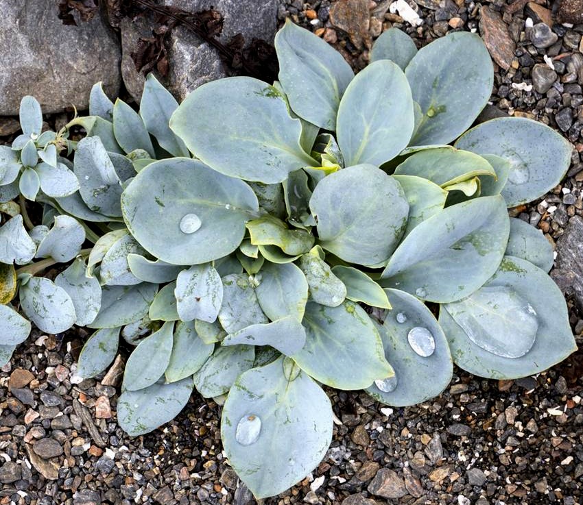 البحر mertensia ، Mertensia maritima