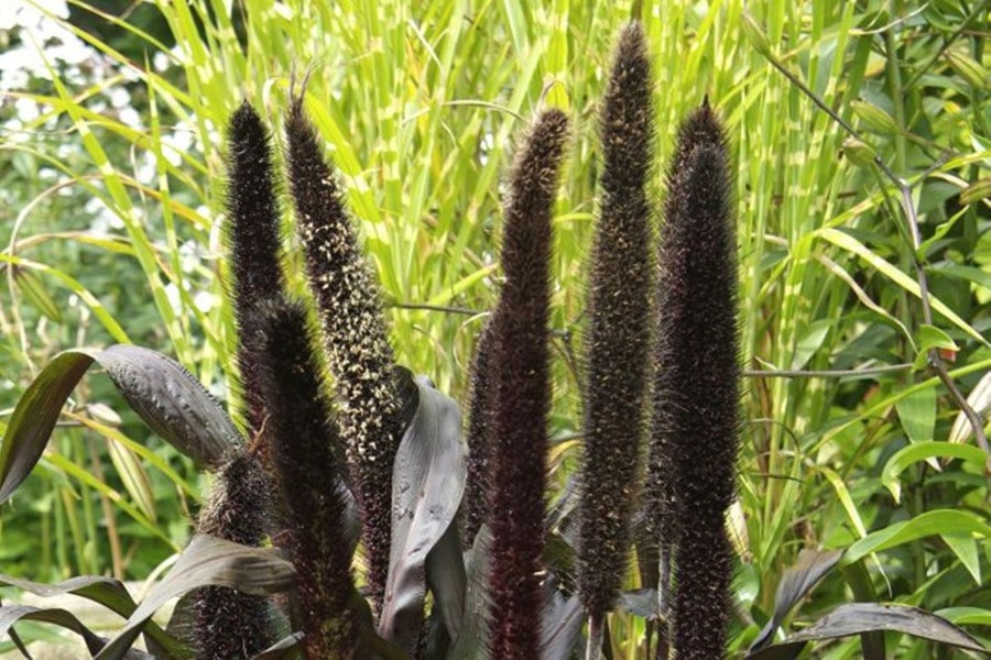 Miglio, Pennisetum glaucum