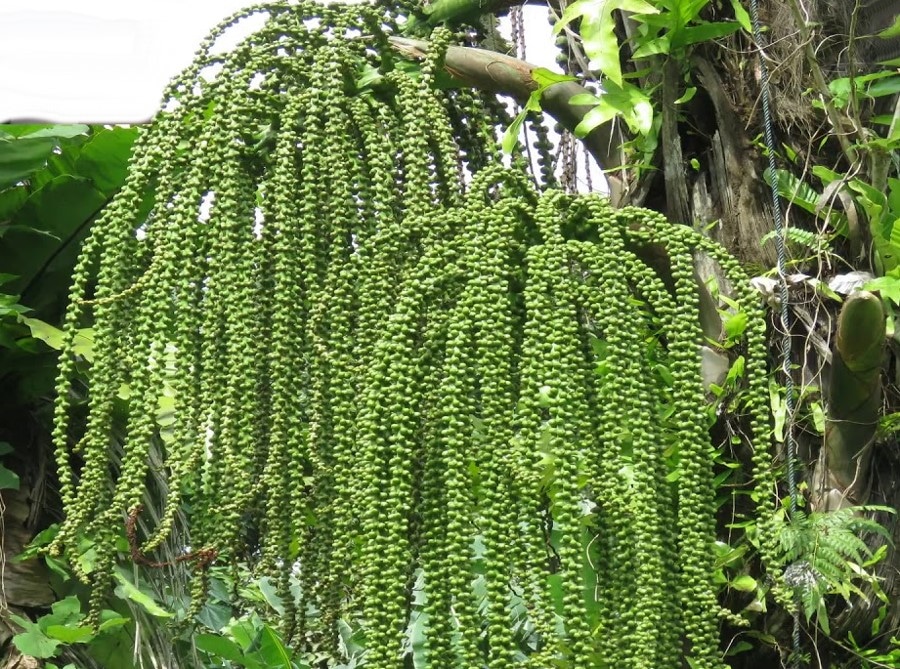 Aren palm, Arenga pinnata