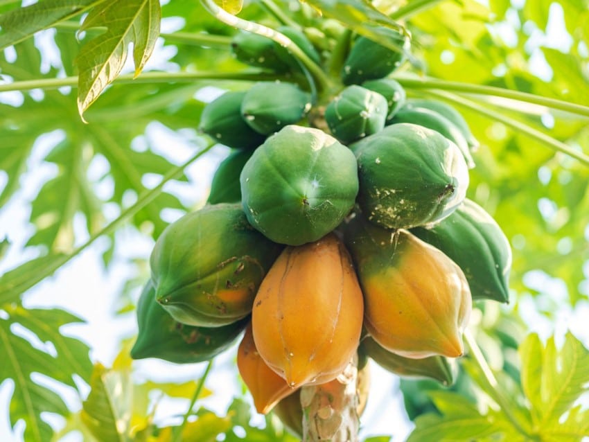 Bundok papaya, Carica pubescens