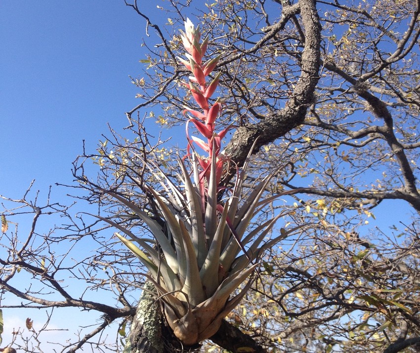 Plante épiphyte en fleurs sur un arbre