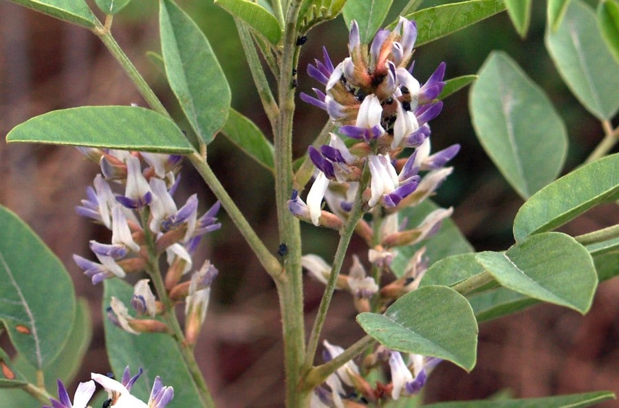 Plante réglisse en fleurs, Glycyrrhiza glabra