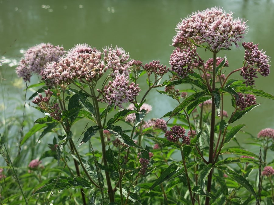 Valerian, valeriana officinalis l