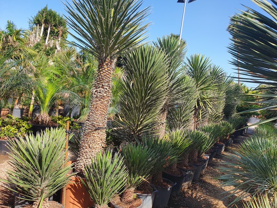 Yucca, Yucca filifera