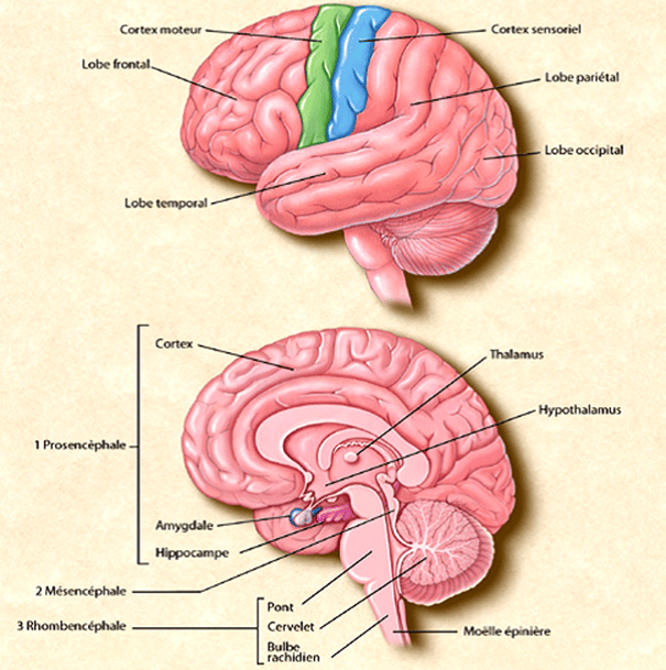 Anatomie du cerveau humain