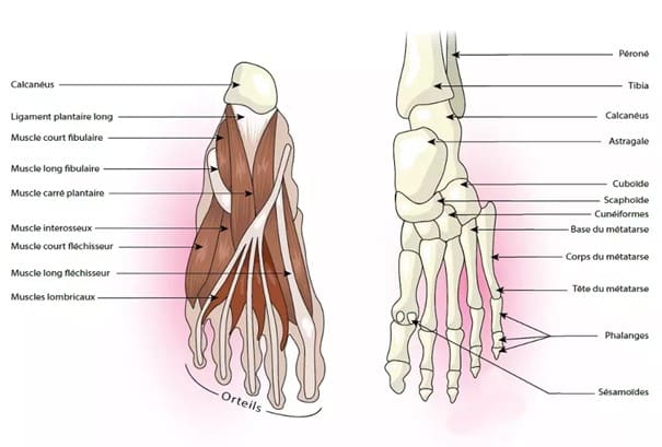 Anatomía del pie (músculos y esqueleto)