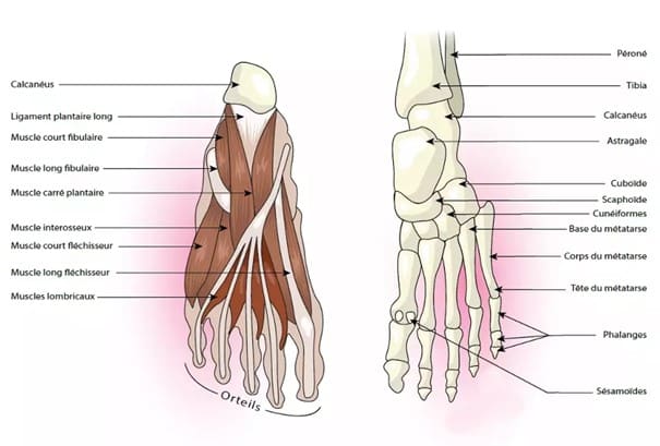 Voetanatomie (spieren en skelet)