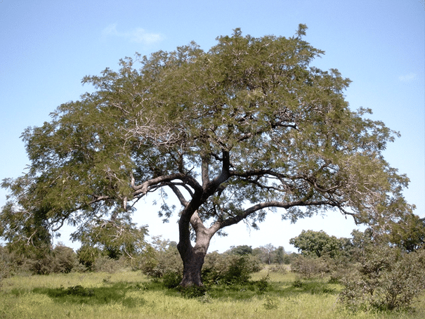 Träd född på savannen i Burkina Faso