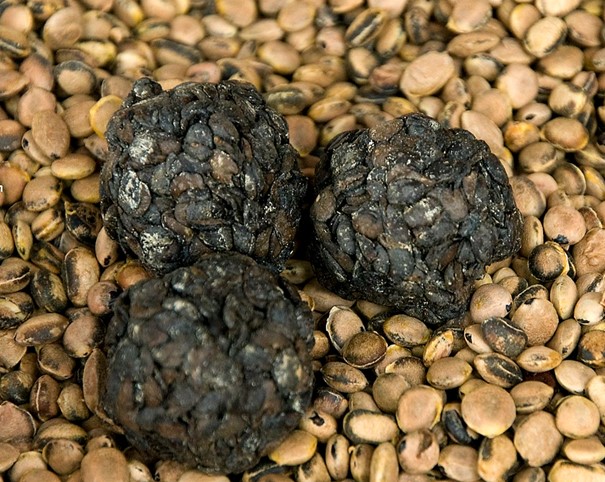 Soumbala dumplings at néré seeds