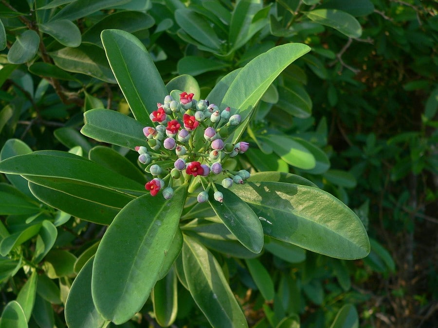 Canella, Canella winterana