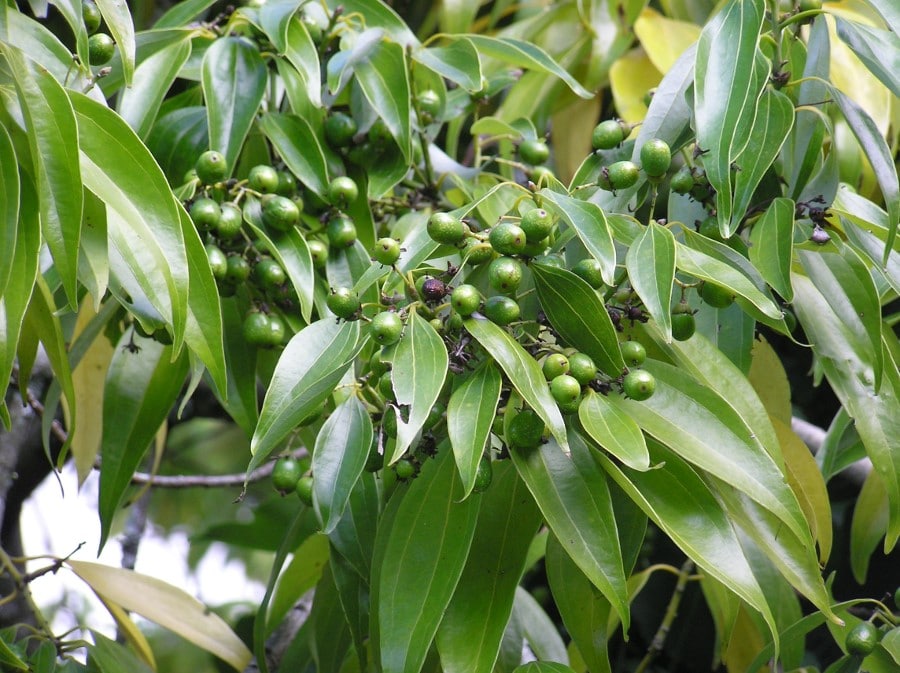 Kayu manis Vietnam, Cinnamomum loureiroi