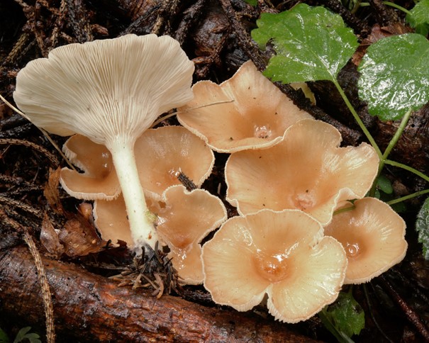 Beige clitocybe mushrooms