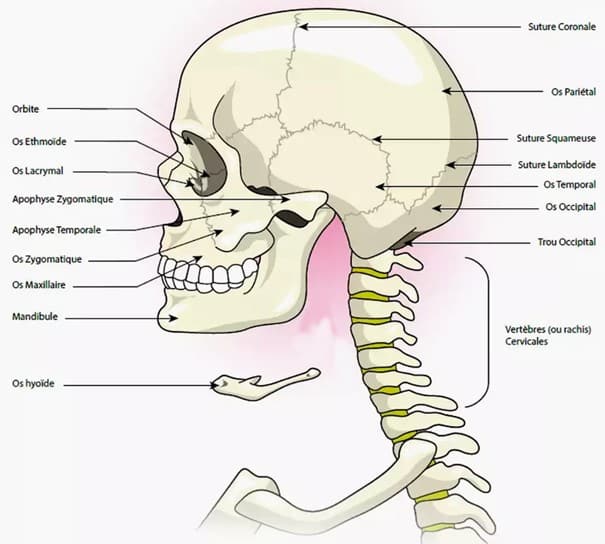 인간의 두개골