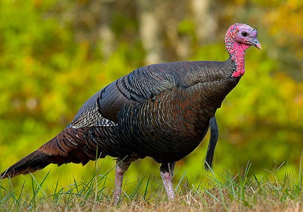 Turkey, Meleagris ocellata