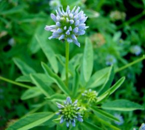Mélilot à fleurs bleues, Trigonella melilotus-caerulea