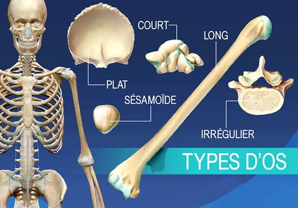 मानव कंकाल में विभिन्न प्रकार की हड्डियाँ